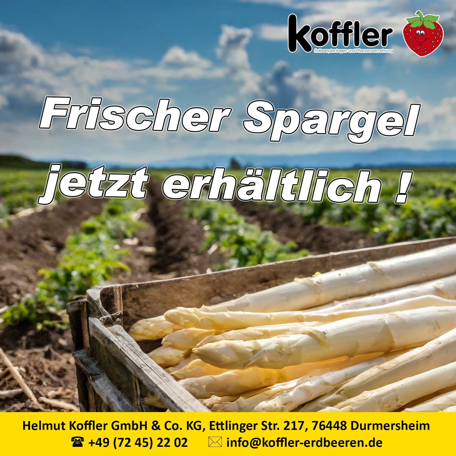 Frischer Spargel & knackige Salate – jetzt in unseren Hofläden!