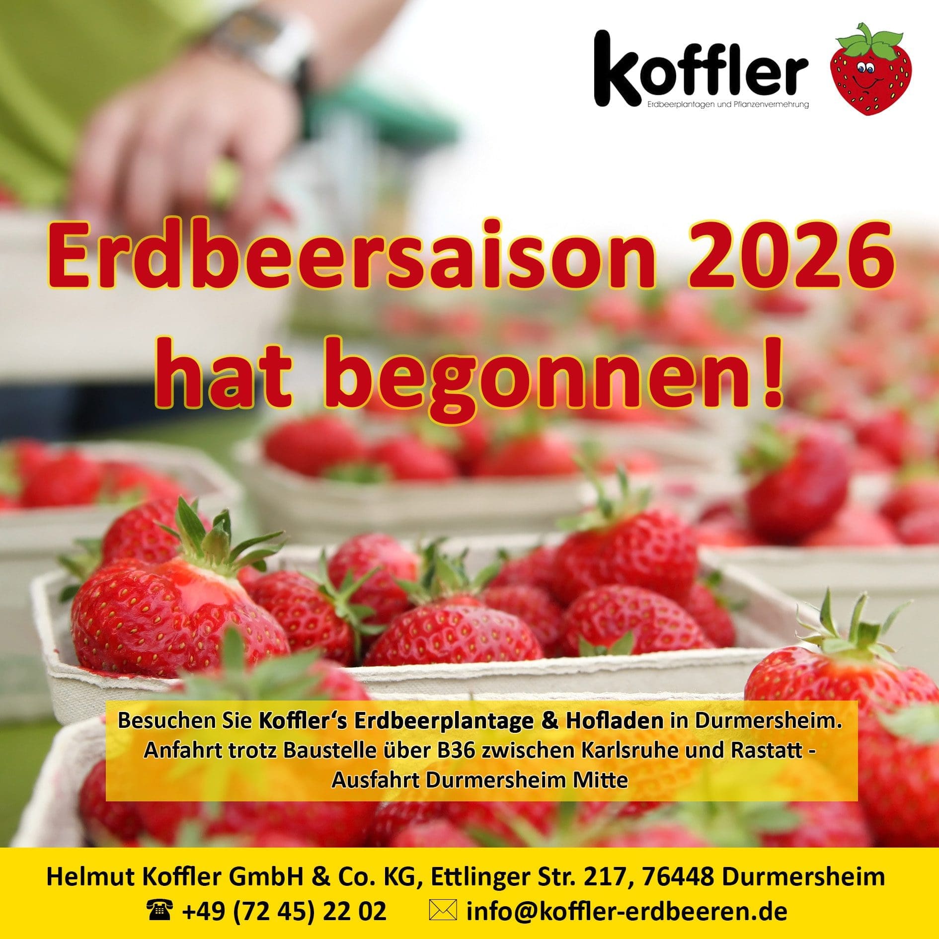 🍓 Erdbeersaison 2026 ist gestartet bei Koffler! 🍓