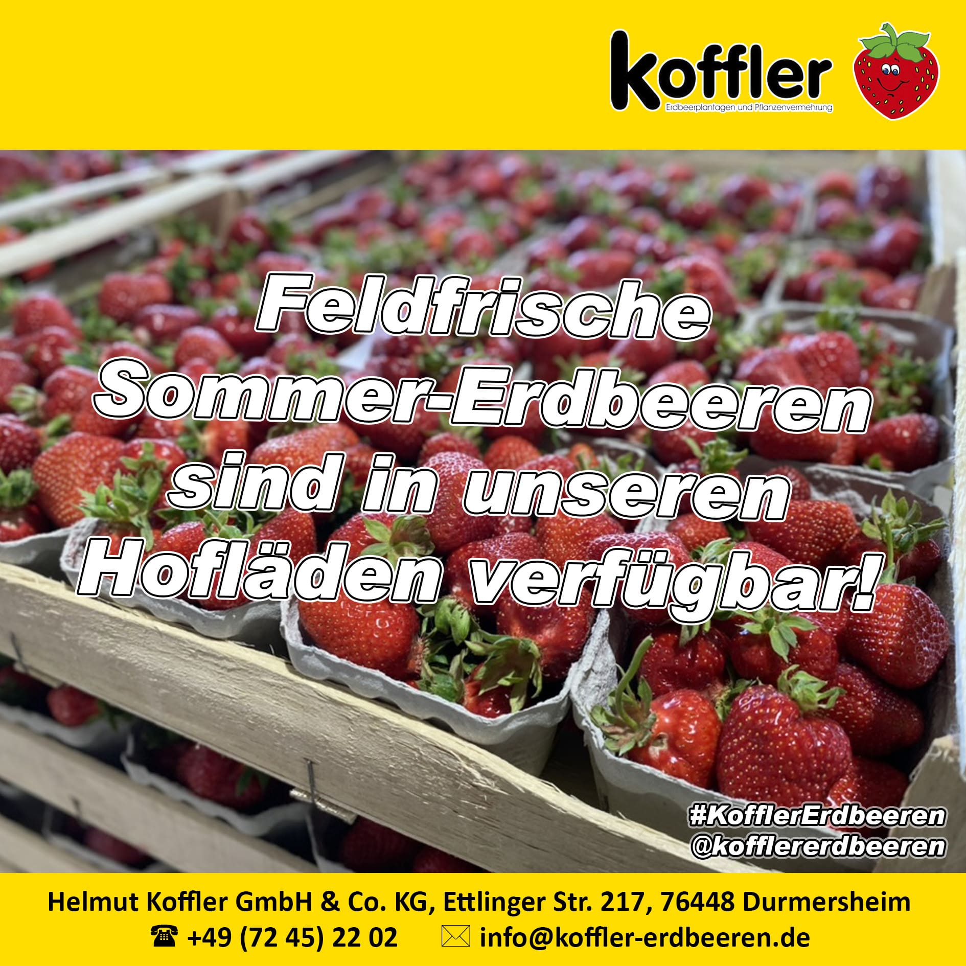 🍓 Frische Erdbeeren mitten in der Urlaubszeit! ☀️🍓