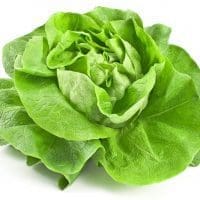 Kopfsalat